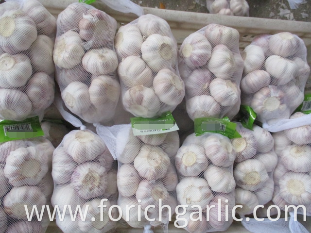 Normal White Garlic Crop 2019 Size 5 0